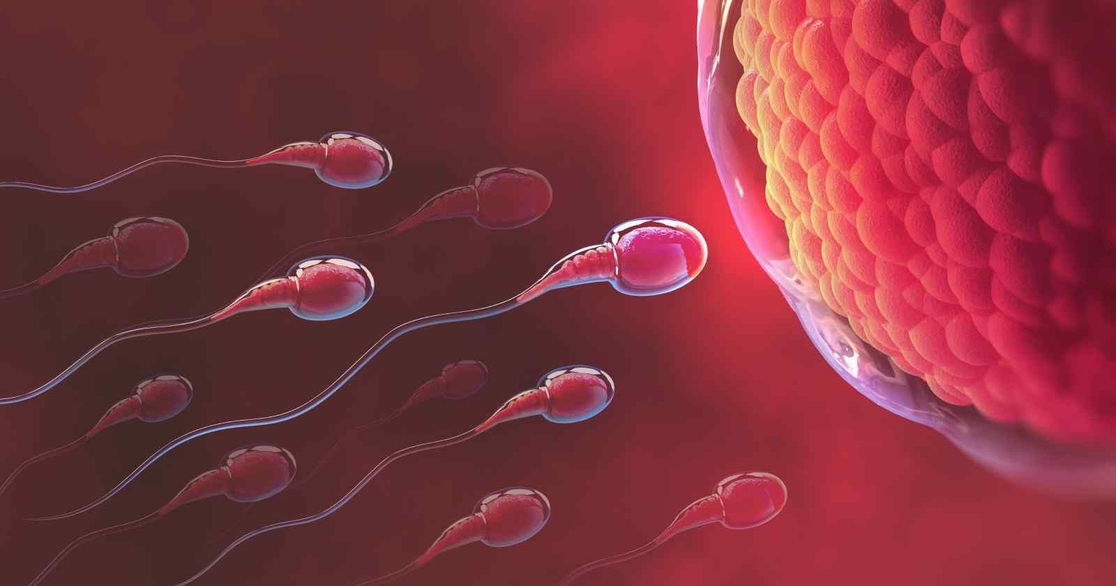 Principais mitos e factos sobre fertilidade imagem