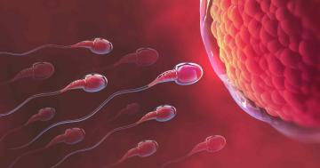 Mitos e factos sobre fertilidade